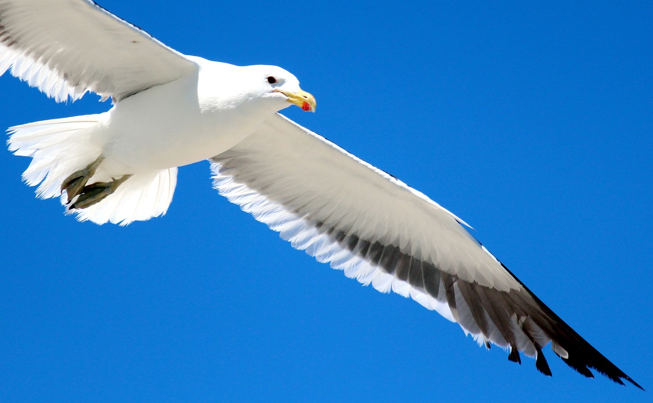 gull flight sky free photo