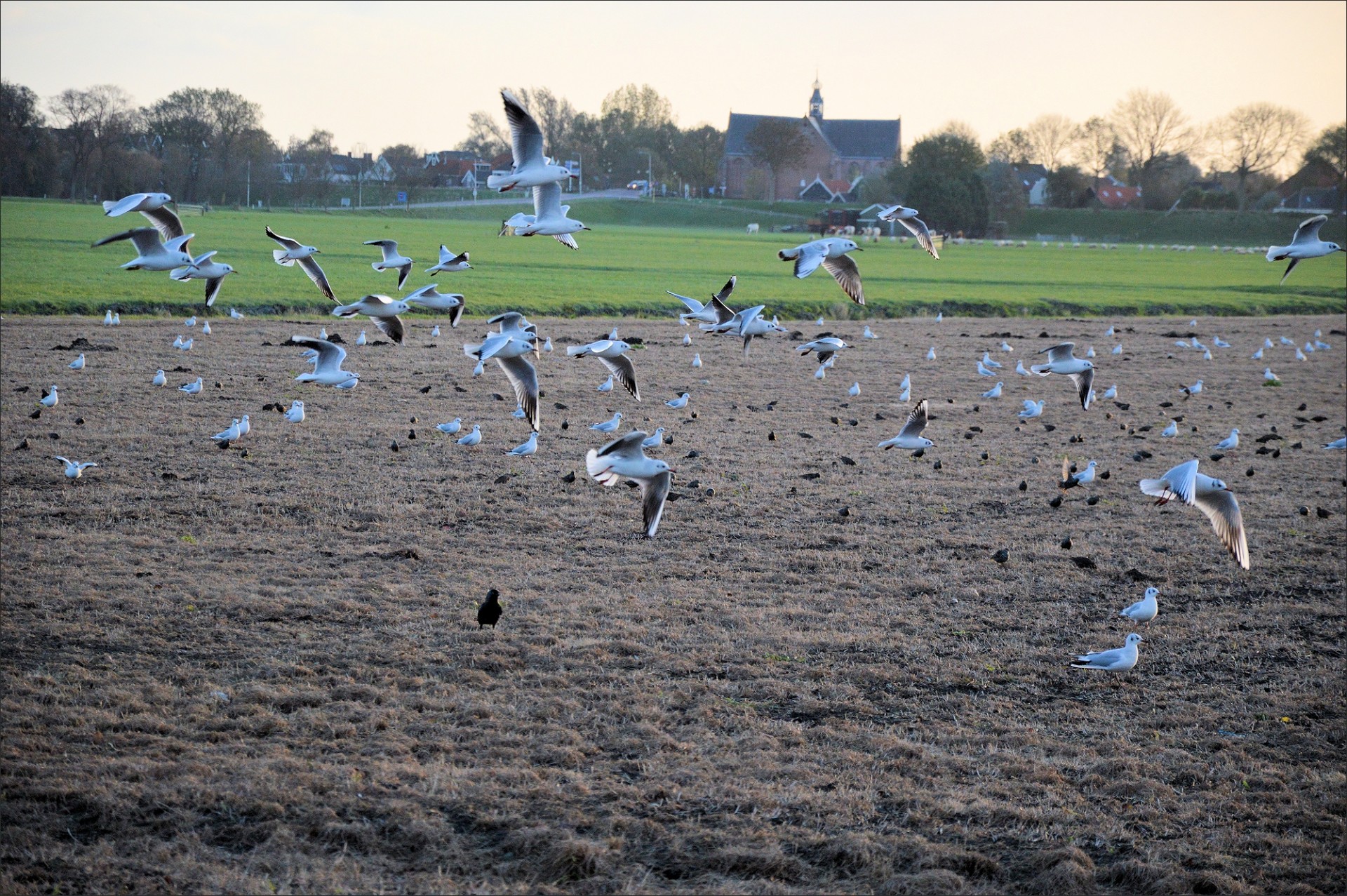 gull flying nature free photo