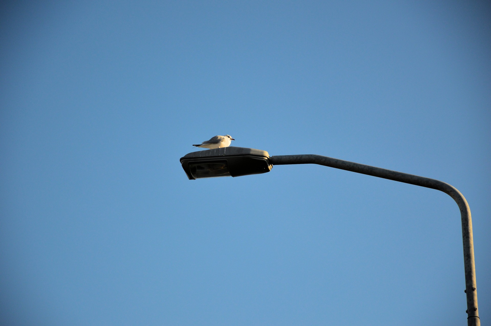 gull lamppost animal free photo