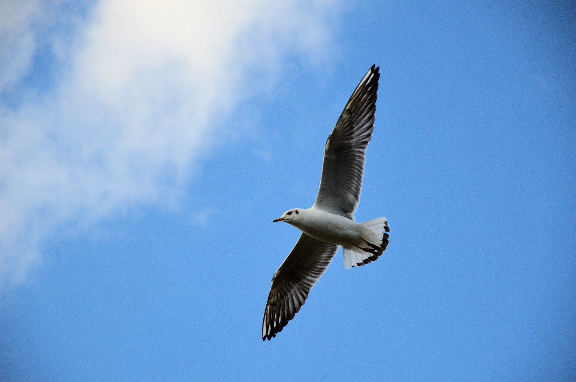 gull bird animal free photo