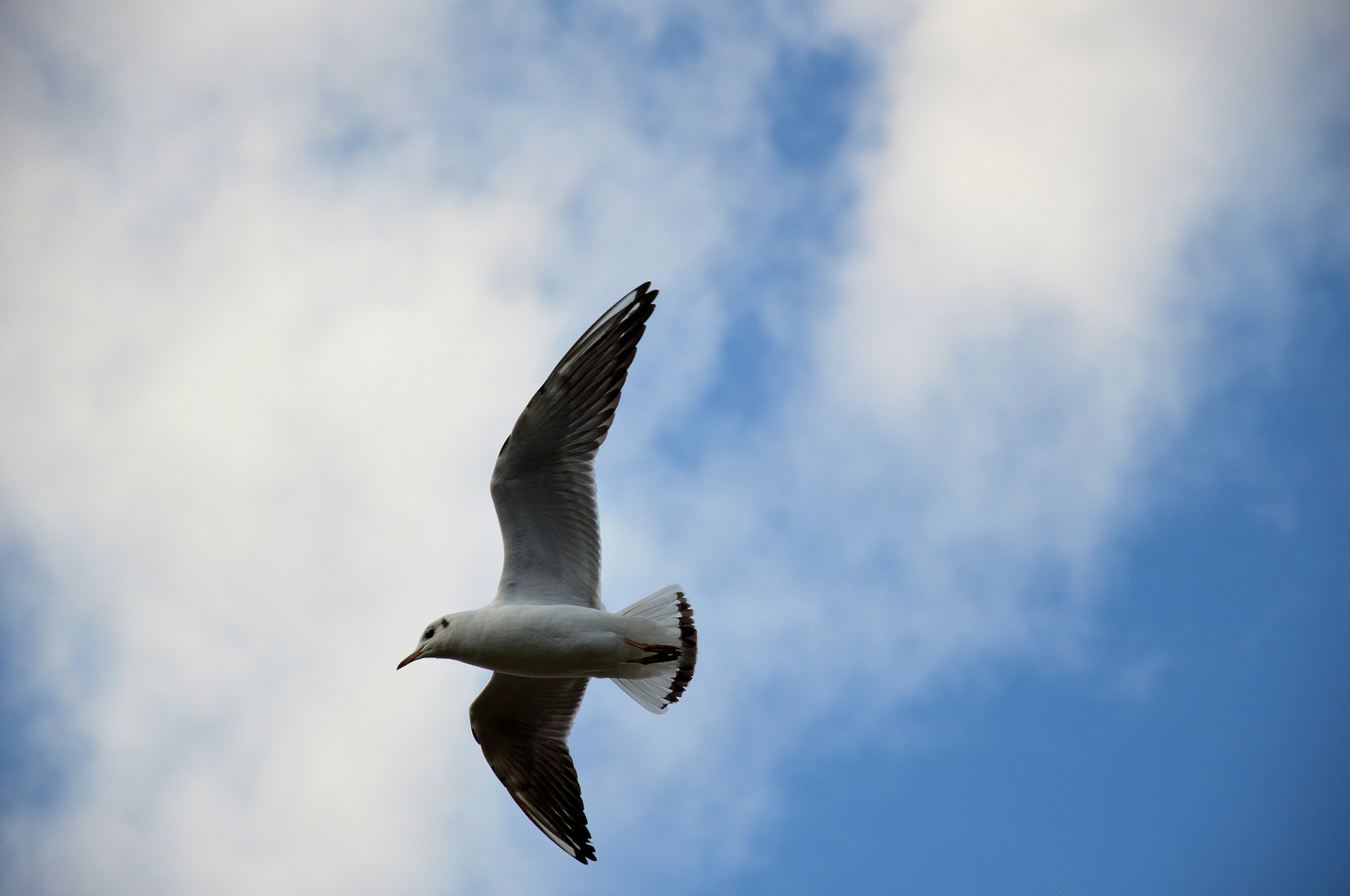 gull bird animal free photo