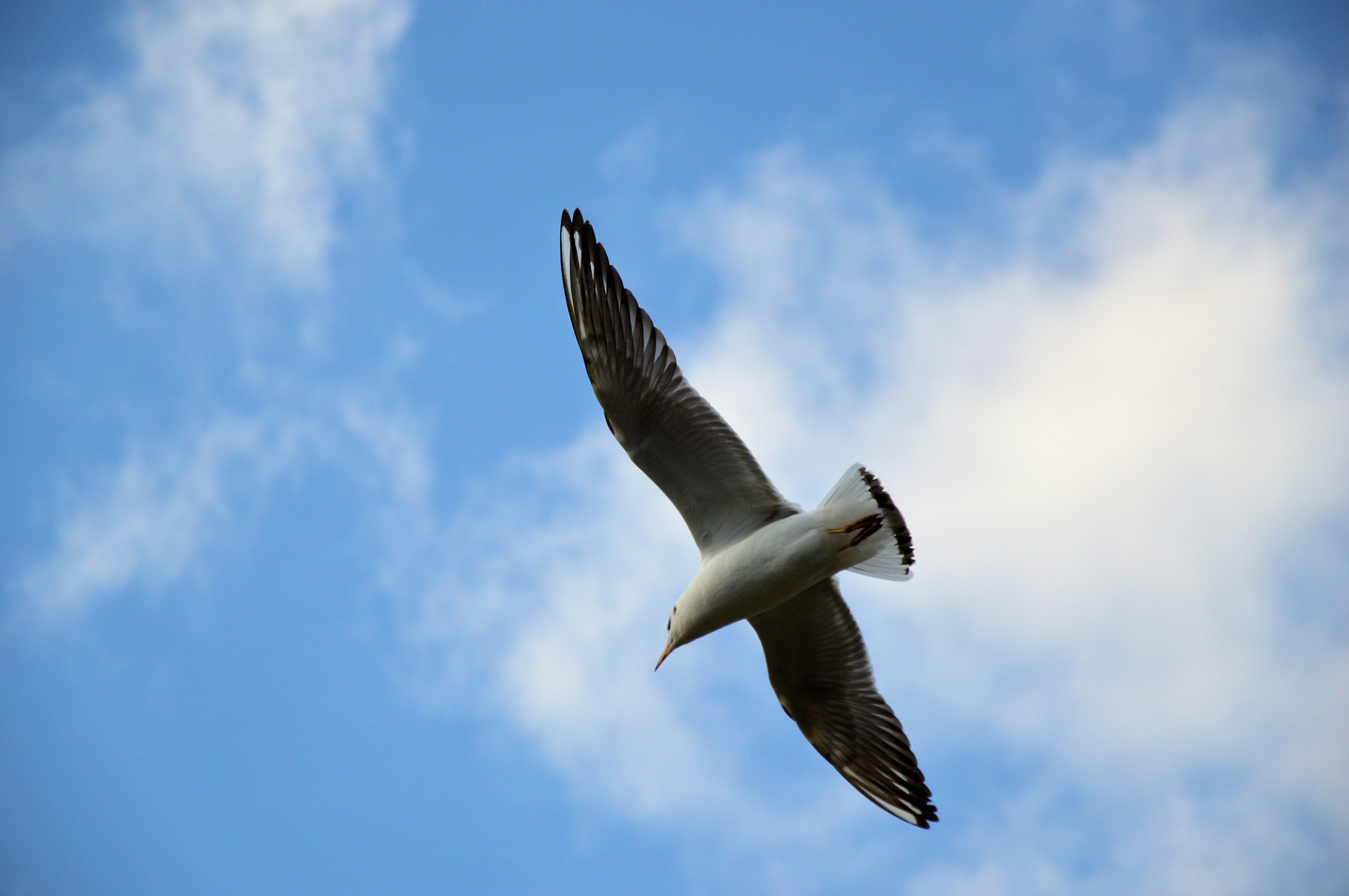 gull bird animal free photo