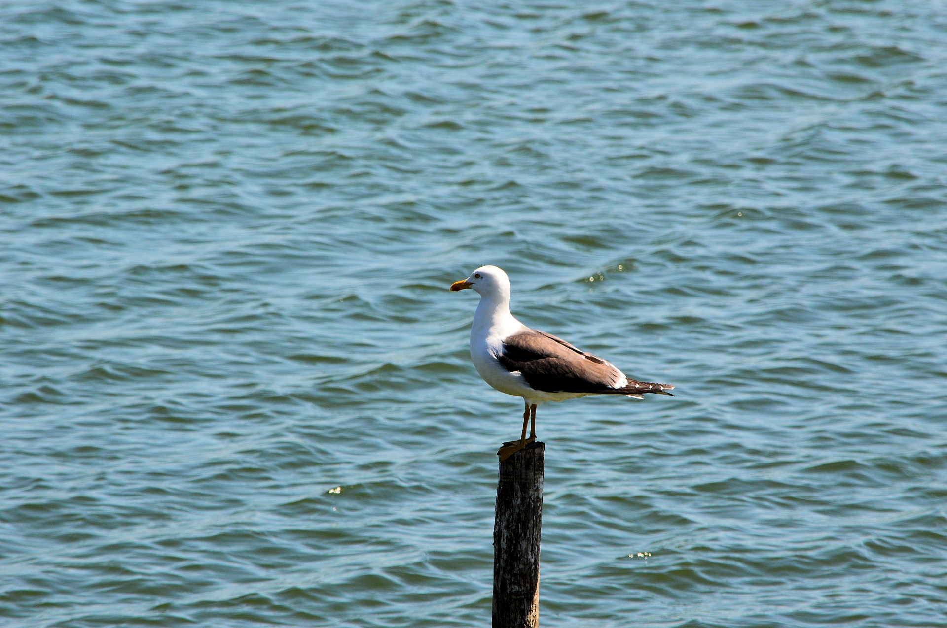 gull bird animal free photo