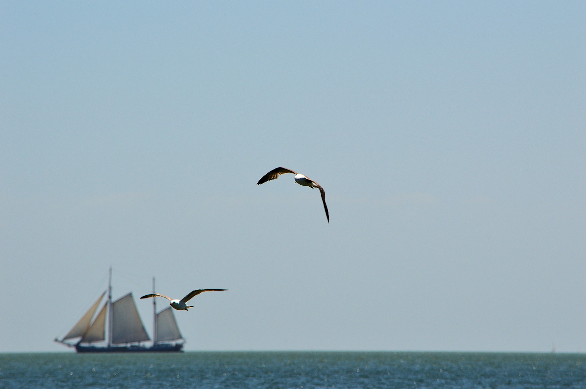 gull bird animal free photo