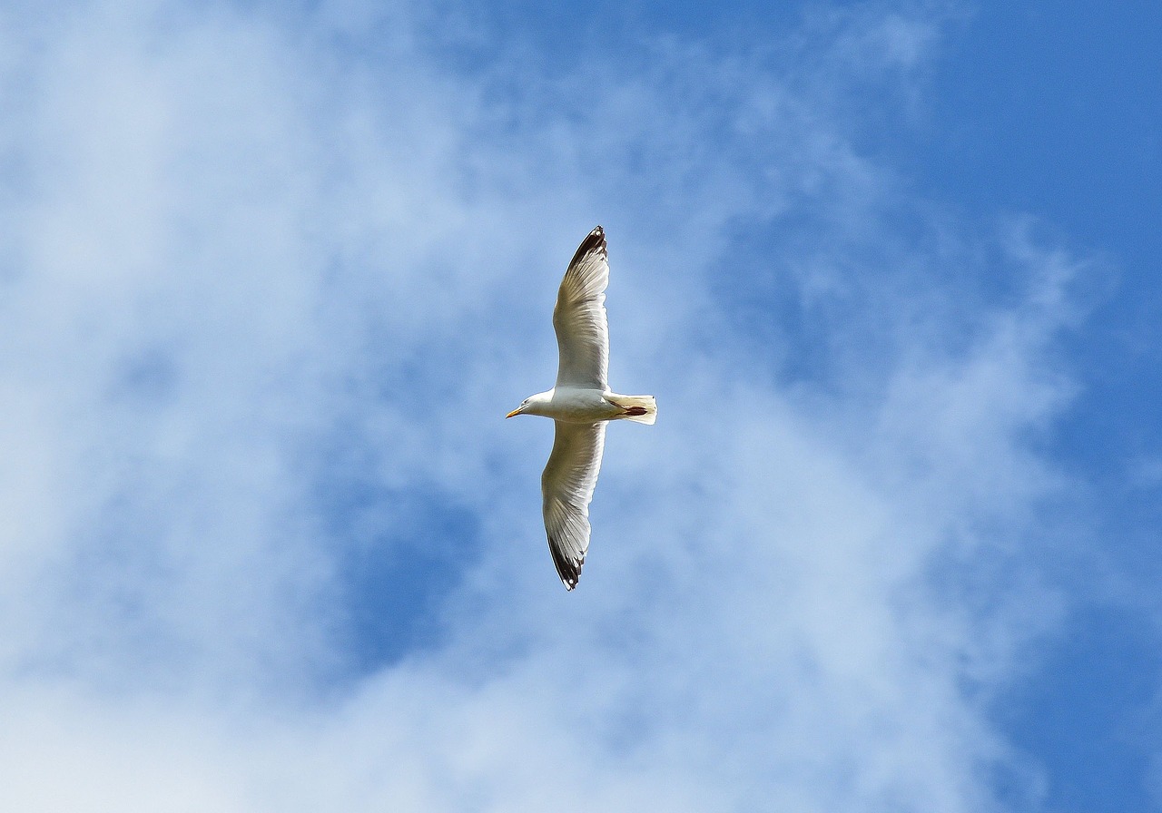 gull bird seevogel free photo