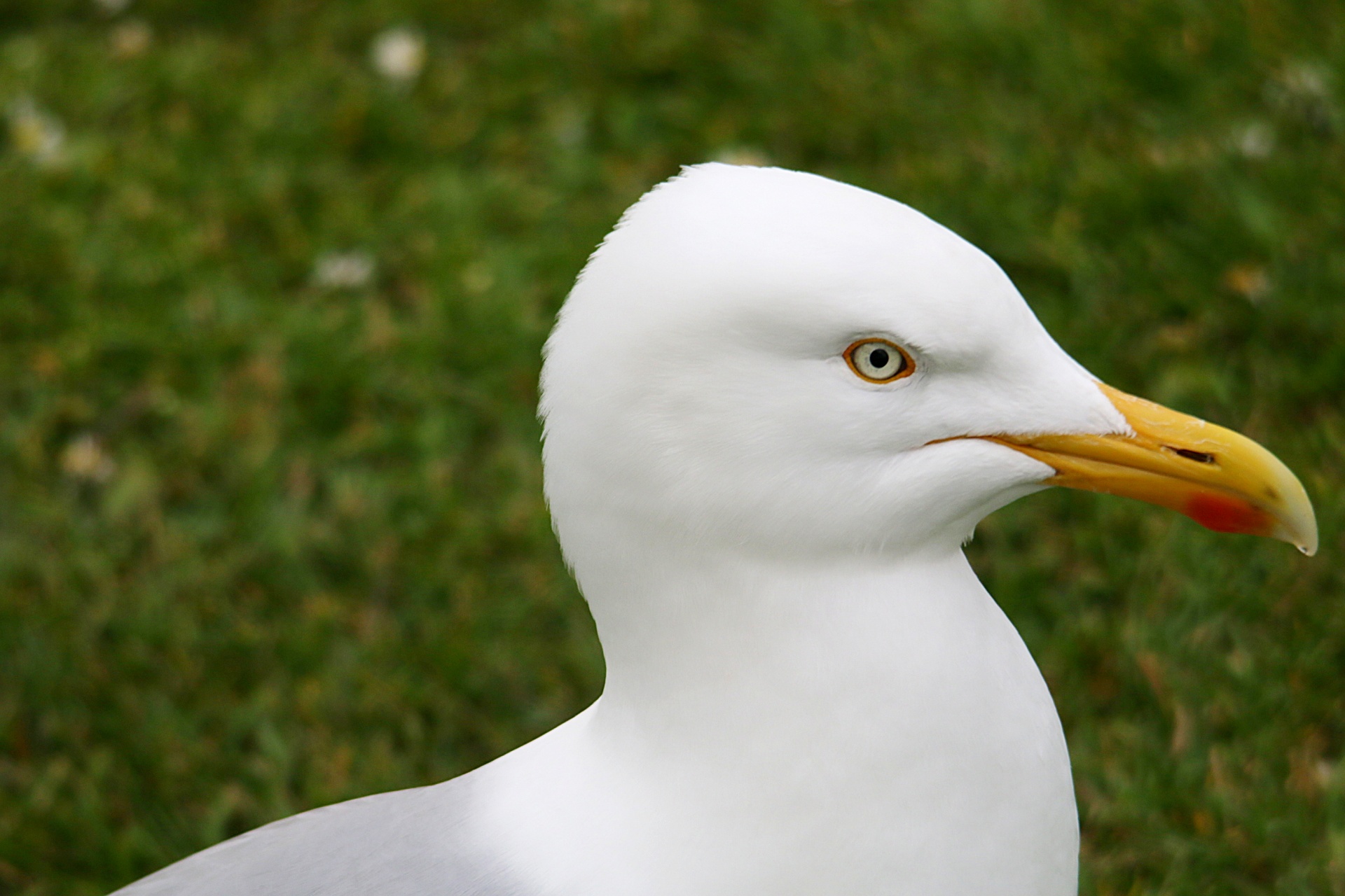 gull seagull nature free photo