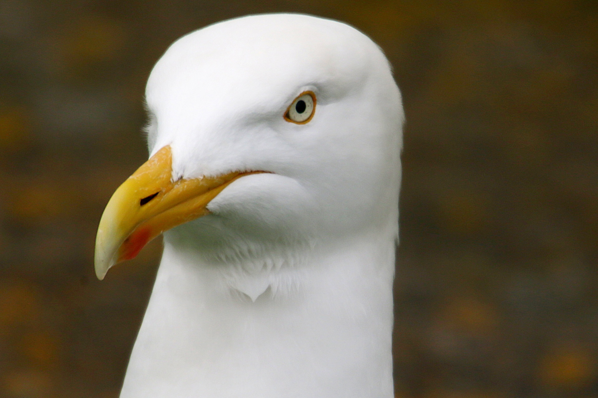 gull seagull nature free photo