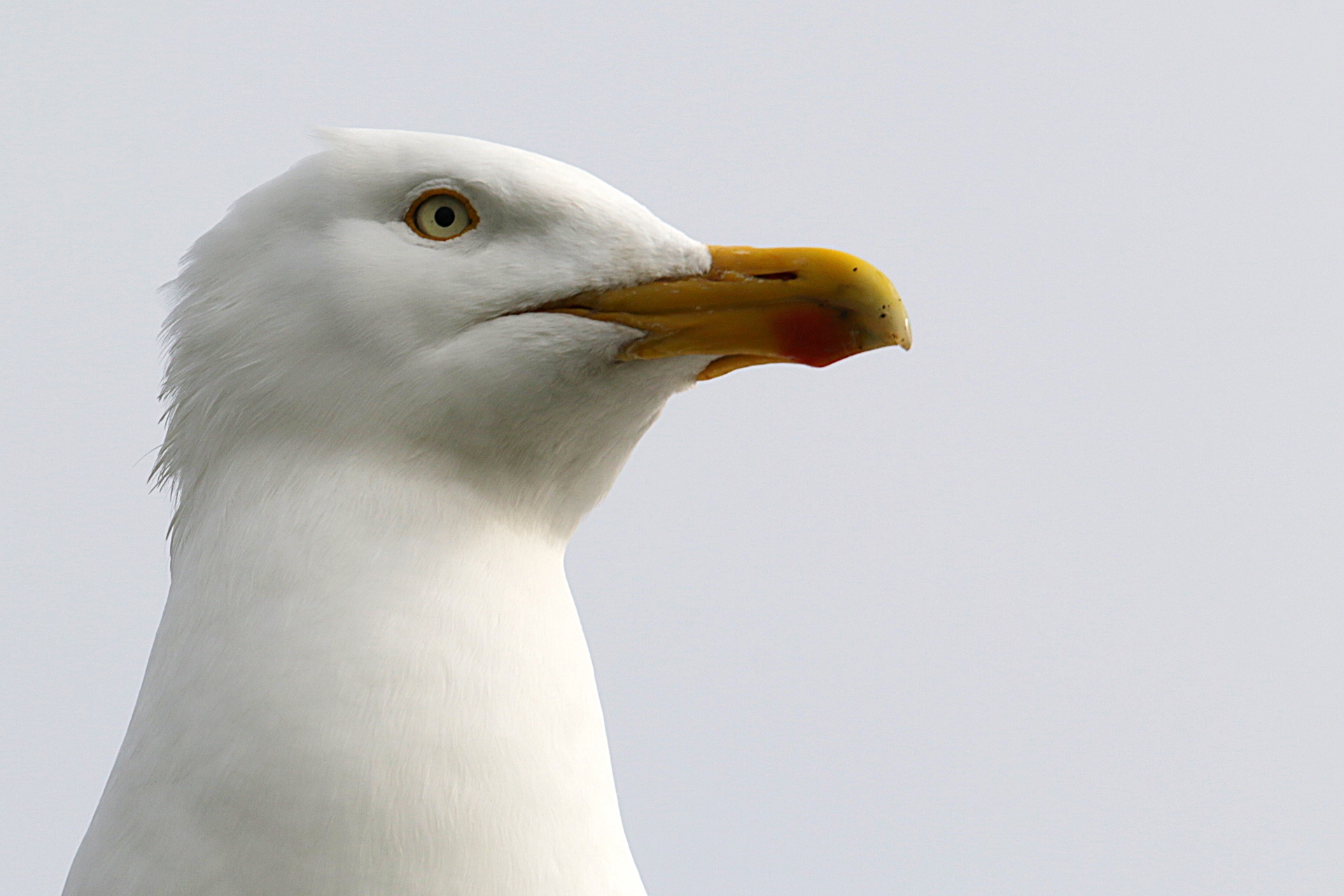 gull seagull nature free photo