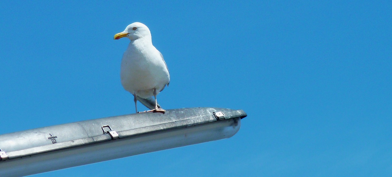 gull sea bird free photo