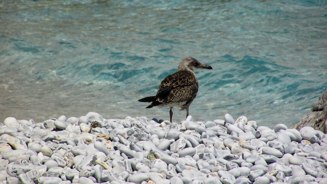 gull grey sea free photo