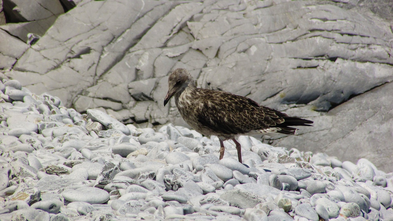 gull grey sea free photo