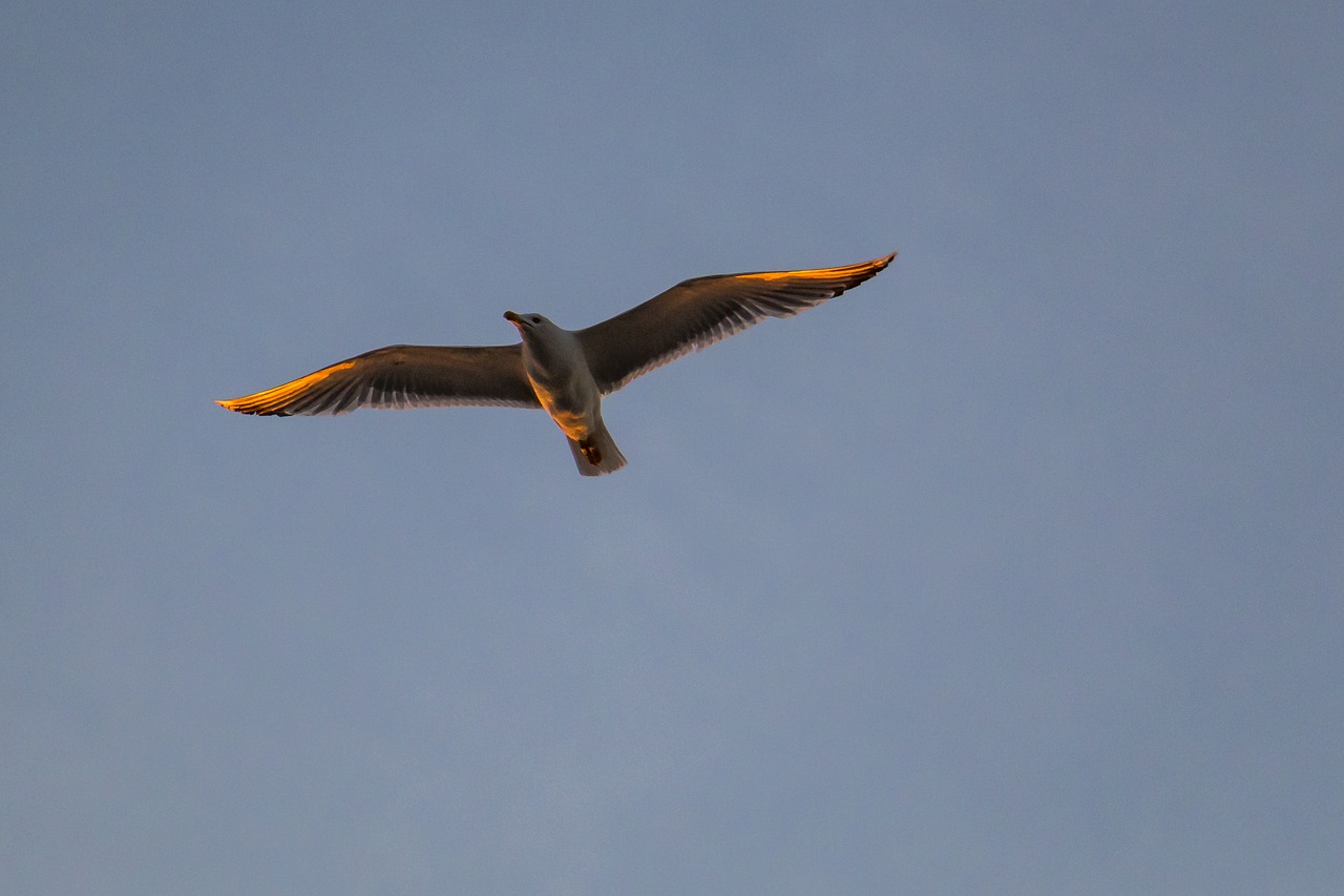 gull gull in flight flight free photo