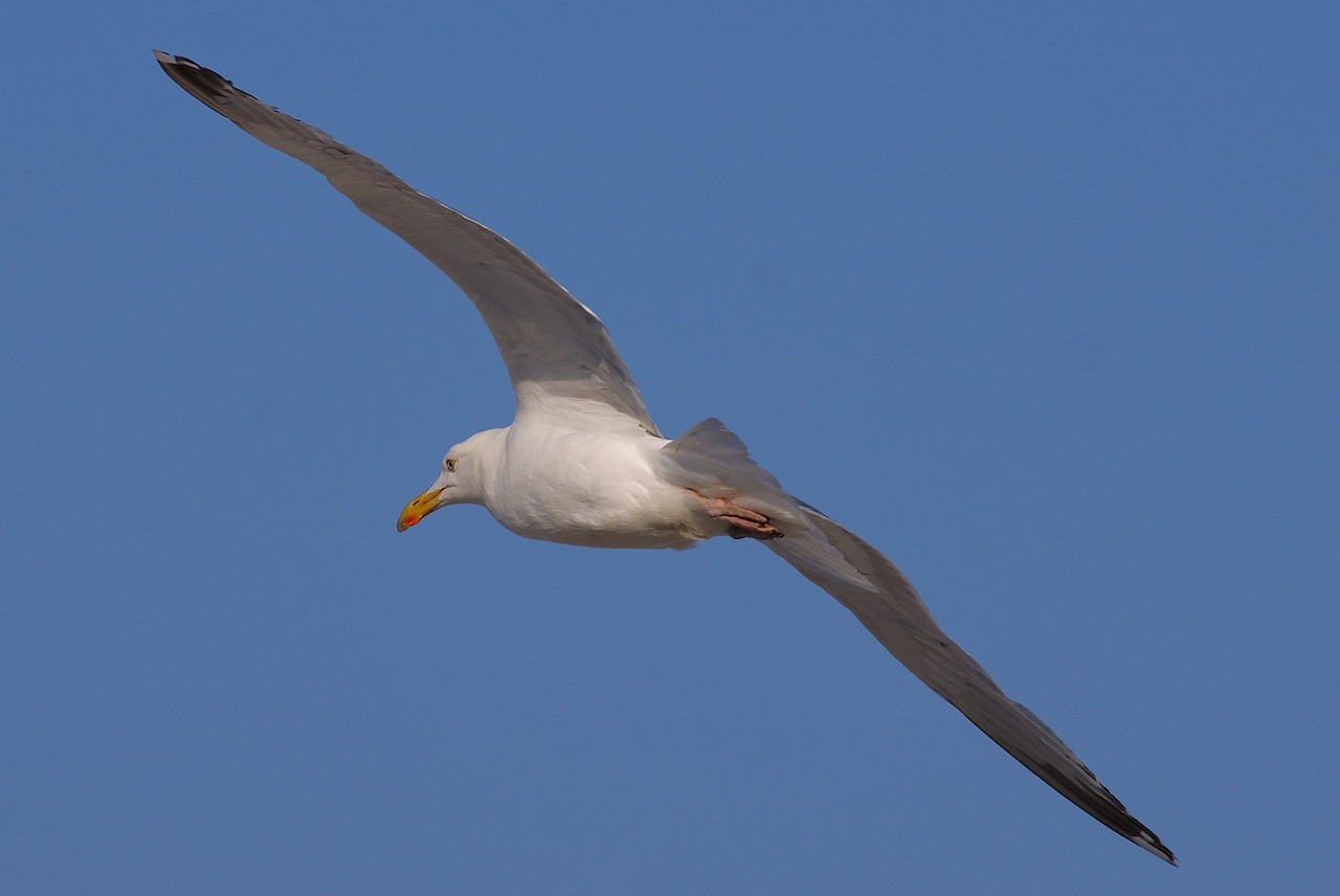 gull flight bird free photo