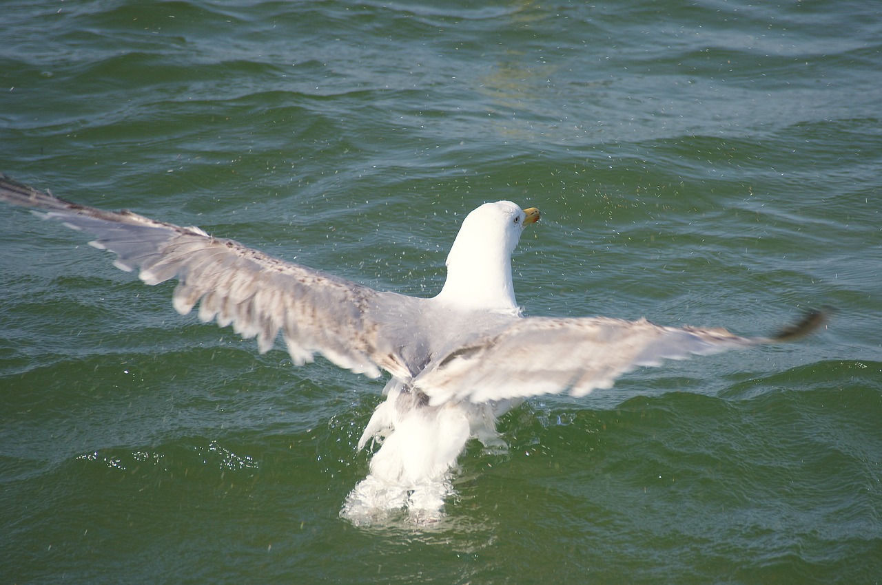 gull water swim free photo