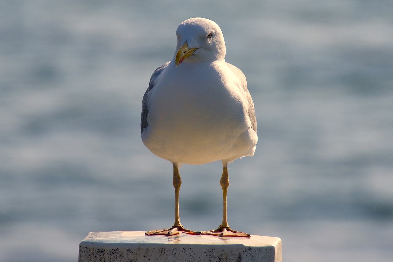 gull bird birds free photo