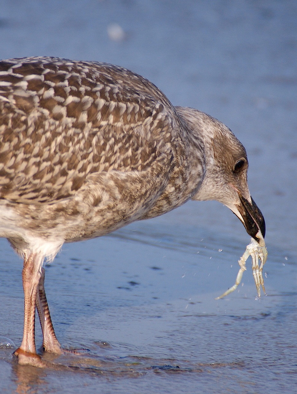 gull young bird fish free photo