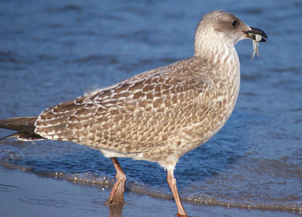 gull young bird bill free photo