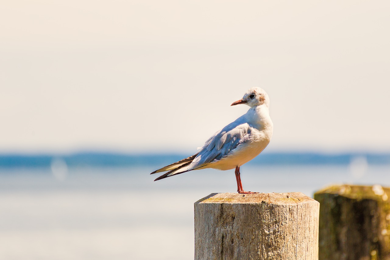 gull bank bird free photo