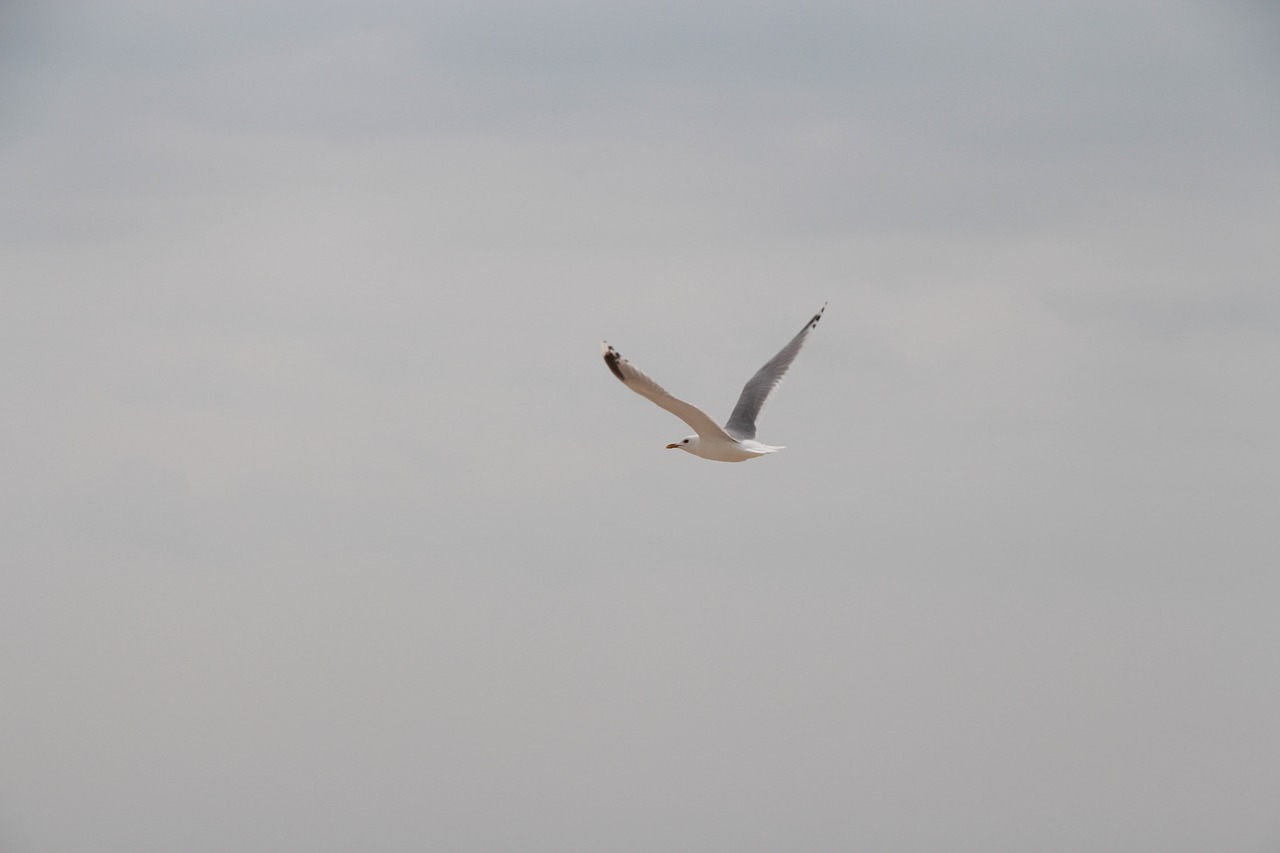 gull sea sky free photo