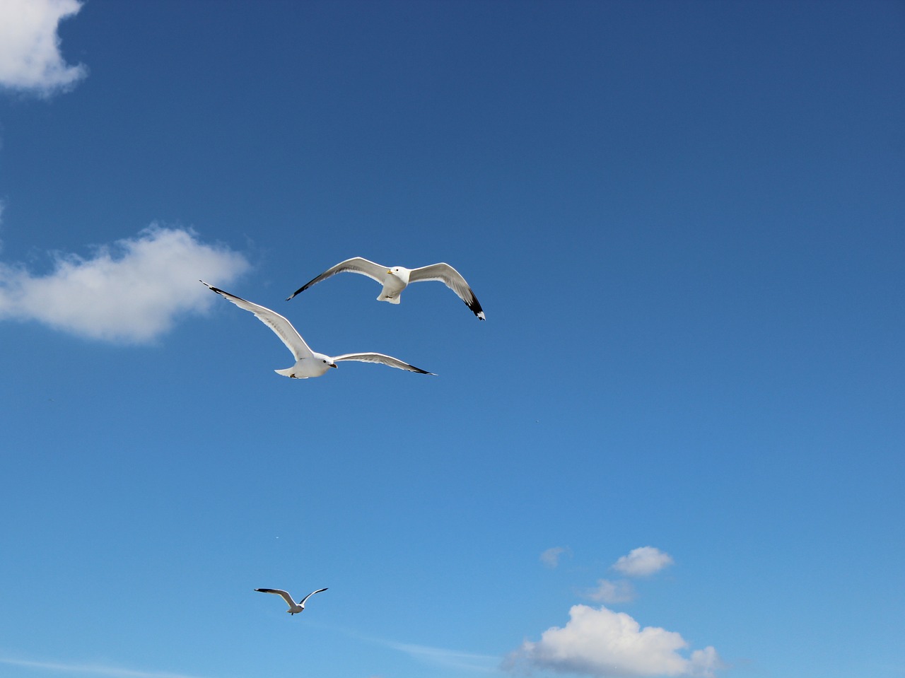 gull birds seagull free photo