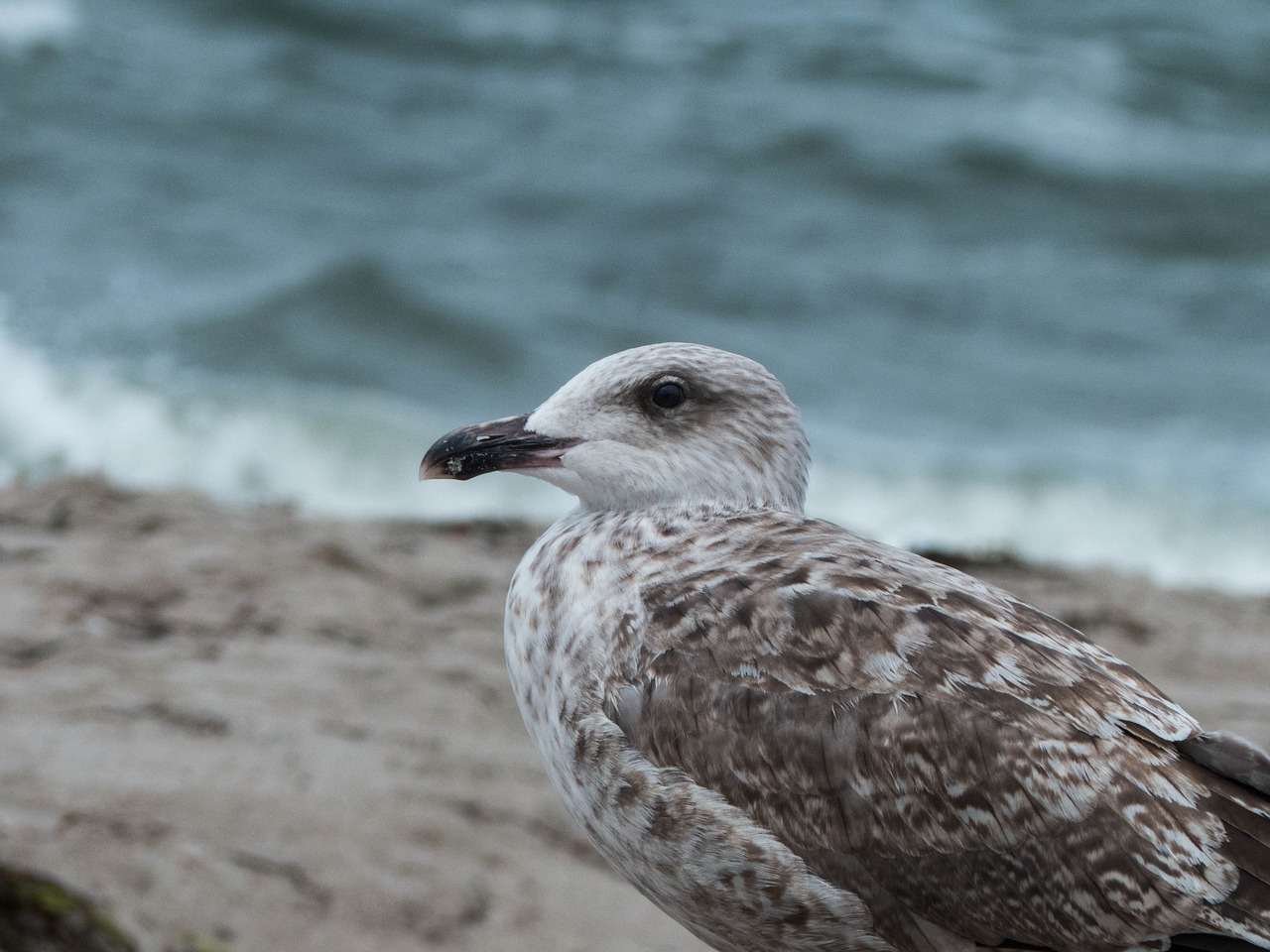 gull young young bird free photo
