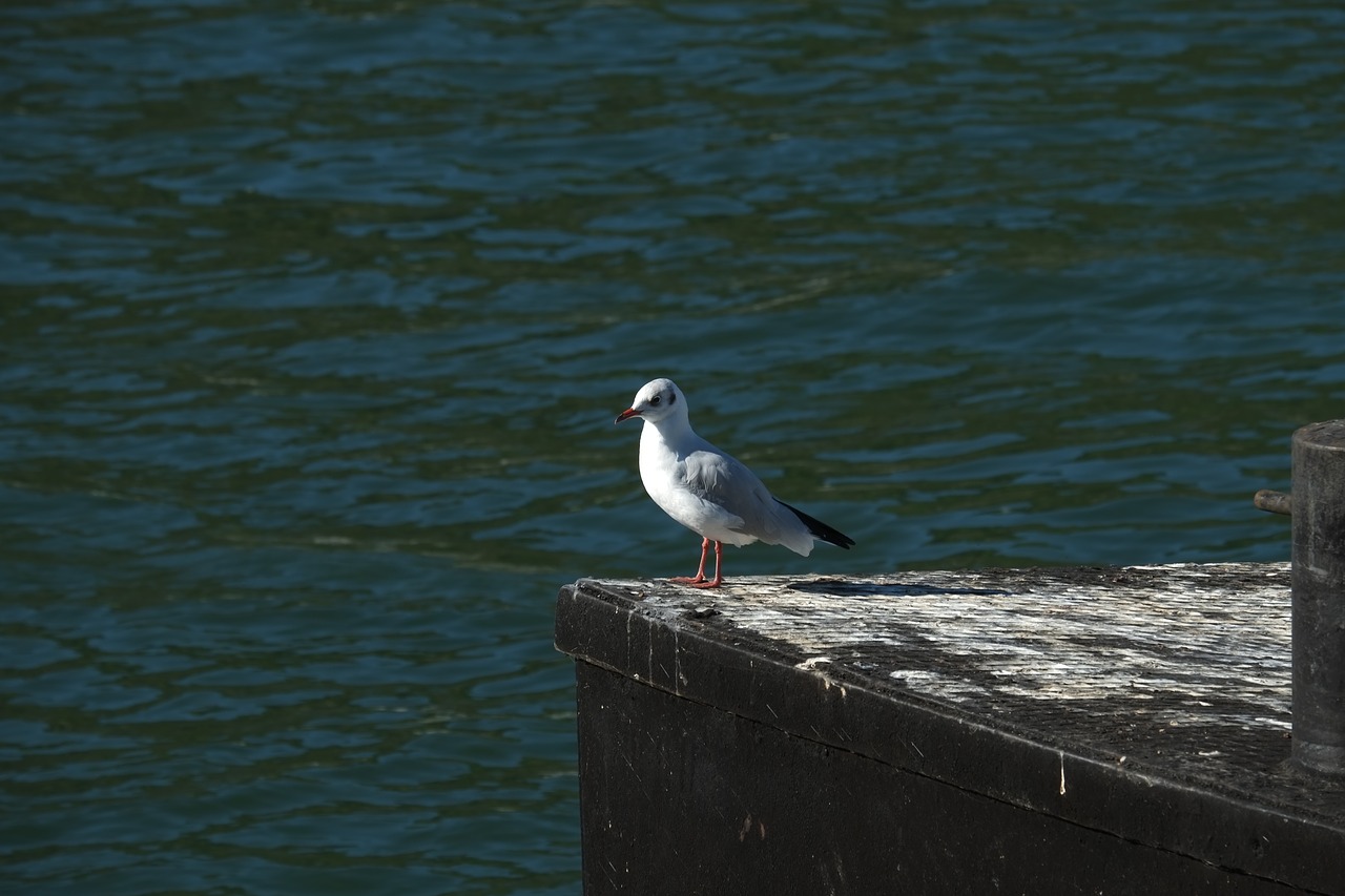 gull bird fly free photo