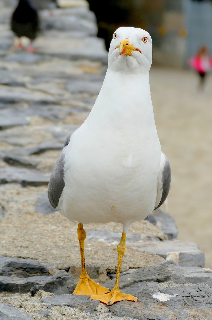 gull seevogel water bird free photo