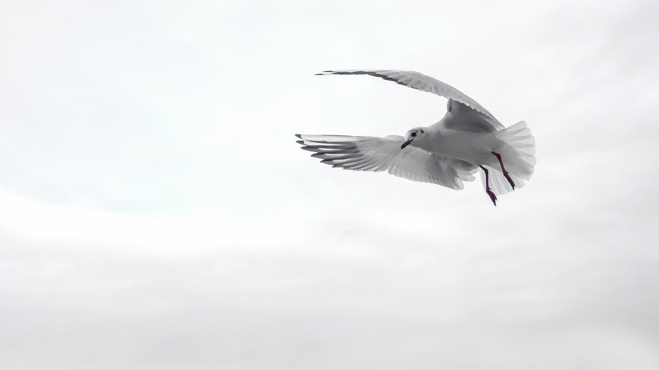gull wing bird free photo