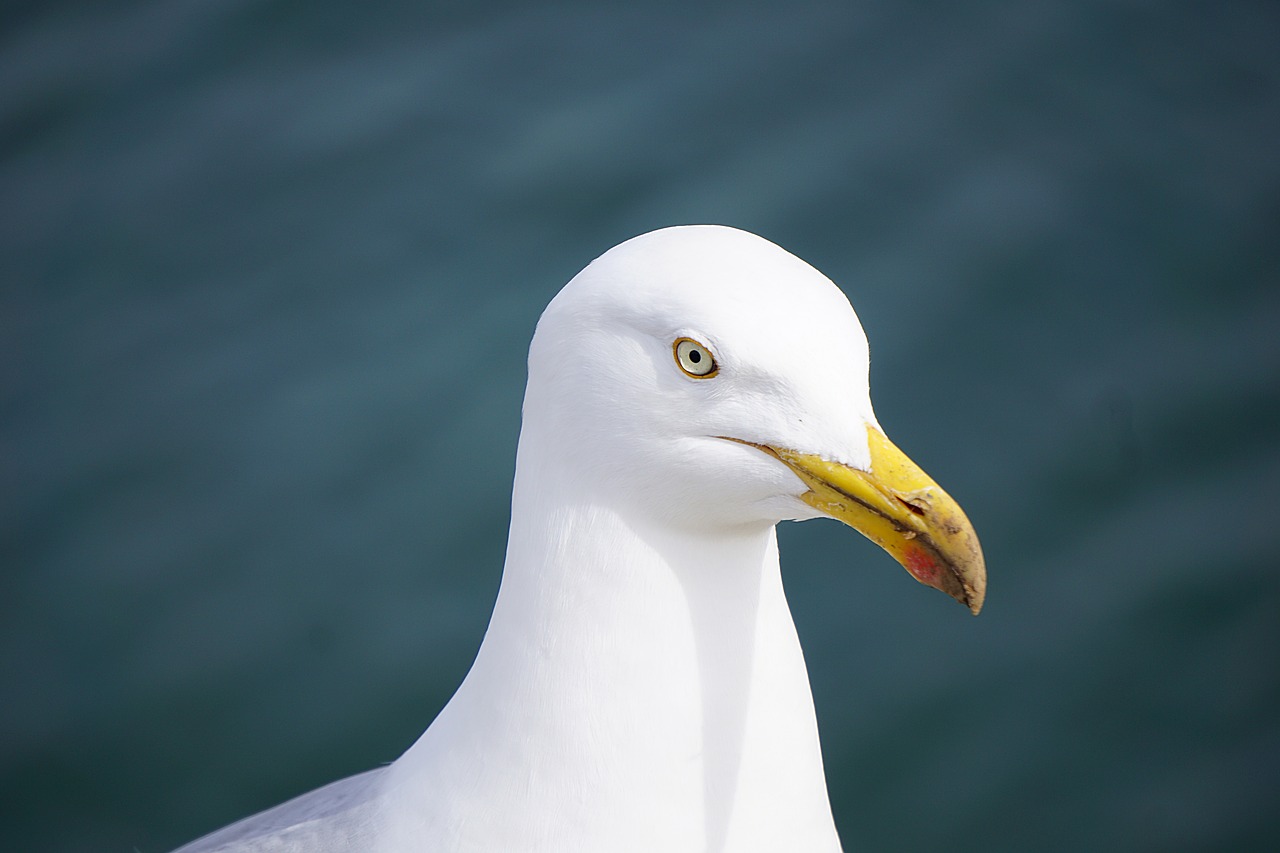 gull bird fauna free photo