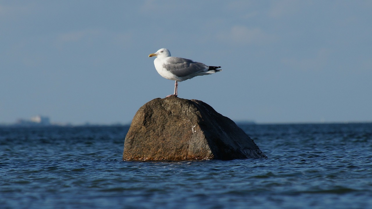 gull sea stone free photo