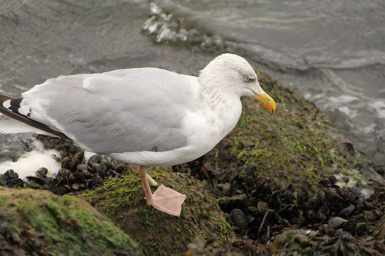 gull bird sea bird free photo