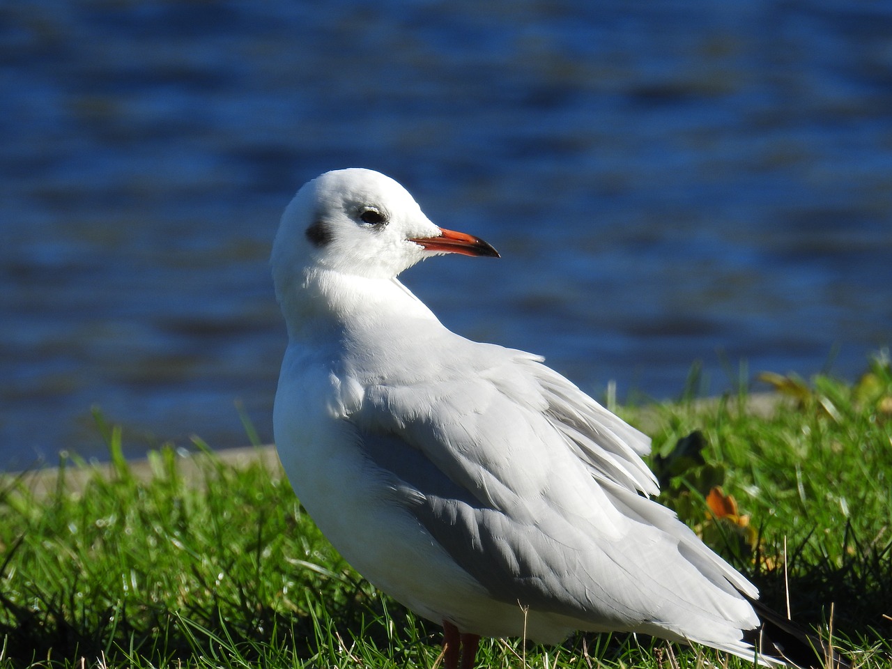 gull bird water bird free photo