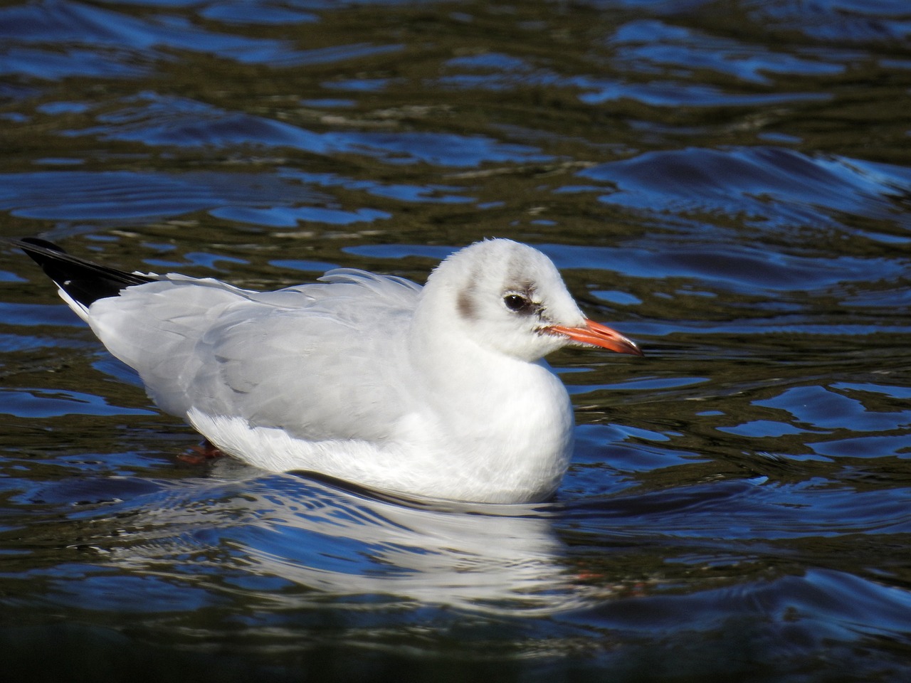 gull bird water bird free photo