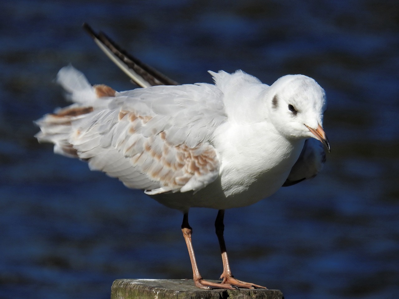 gull bird water bird free photo