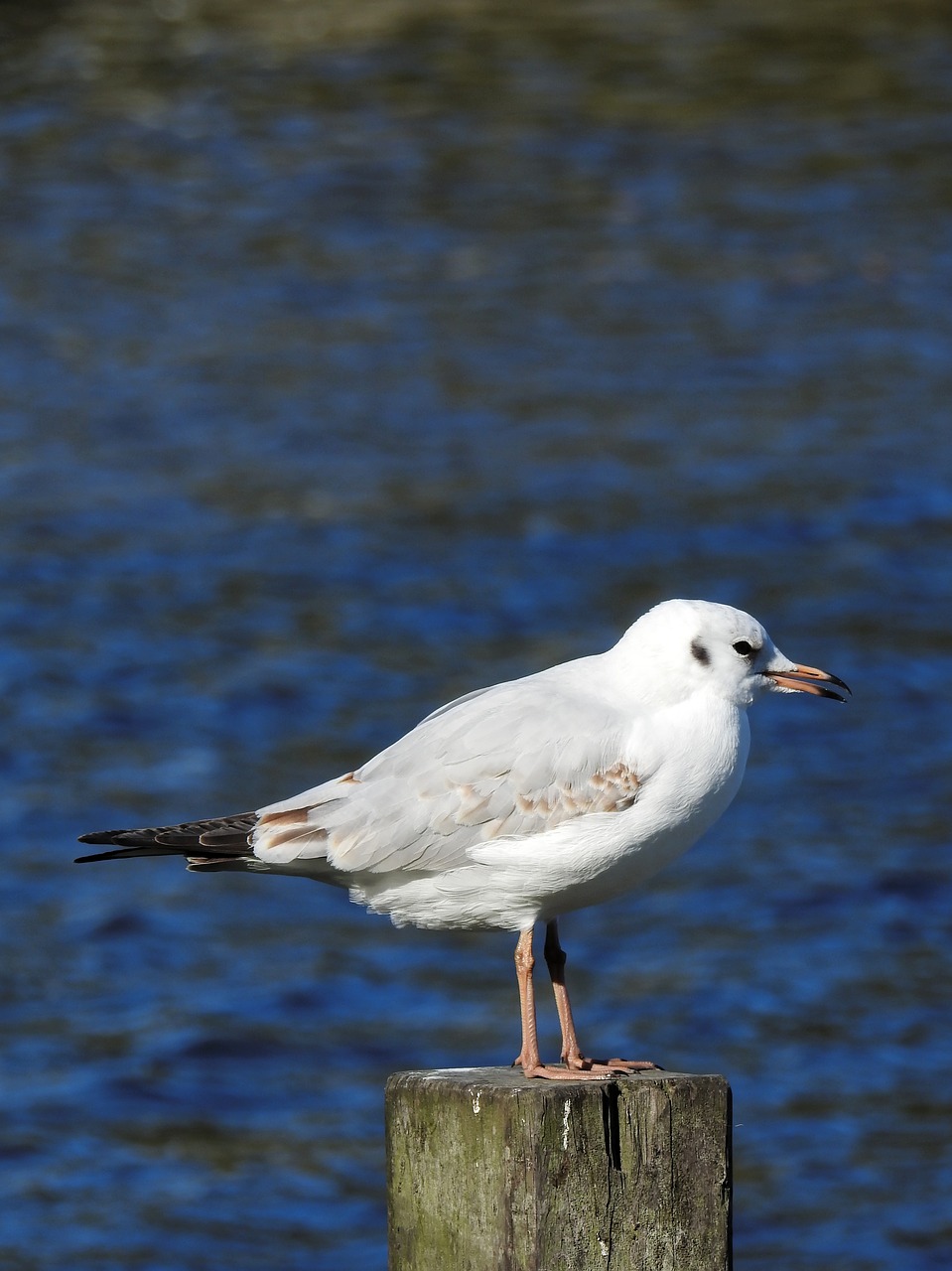 gull bird water bird free photo