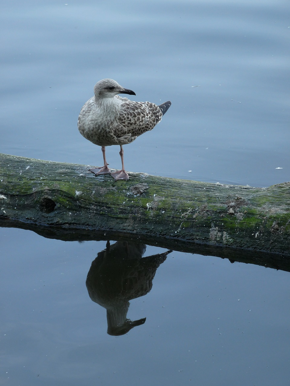 gull water mirroring free photo