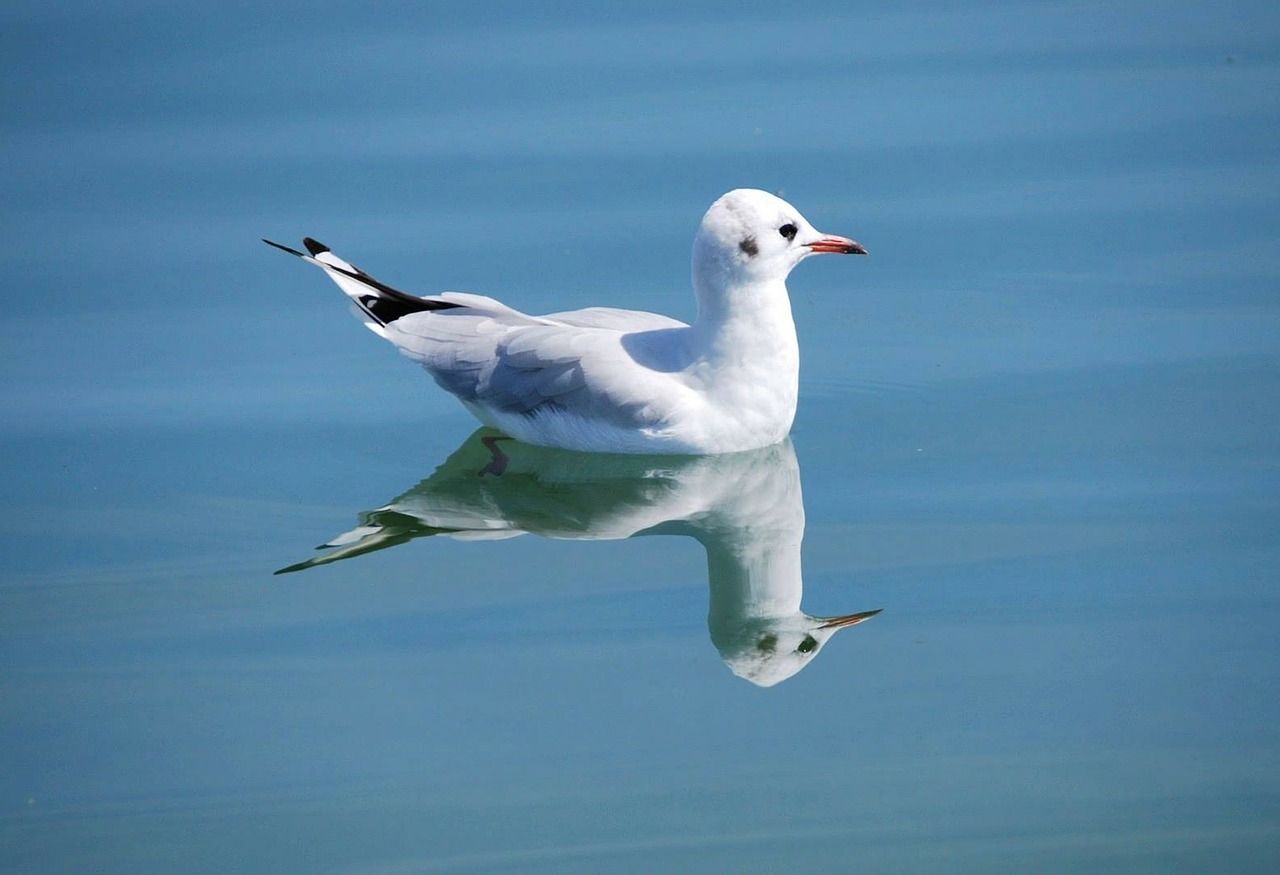 gull bird nature free photo