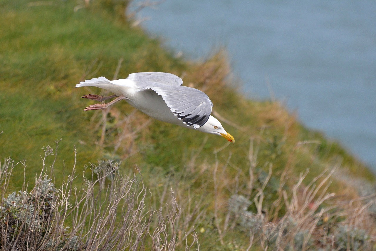 gull flight sea free photo