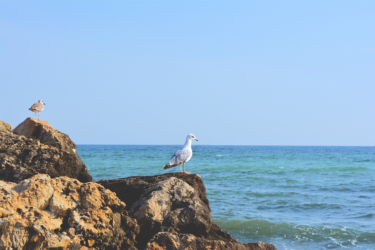 gull cliff stone free photo