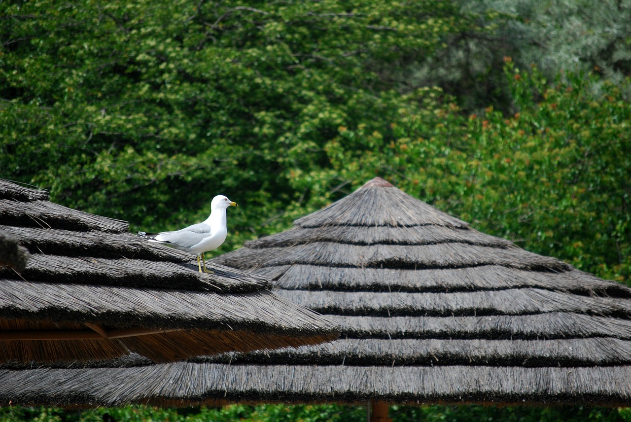 gull alone thatched roof free photo