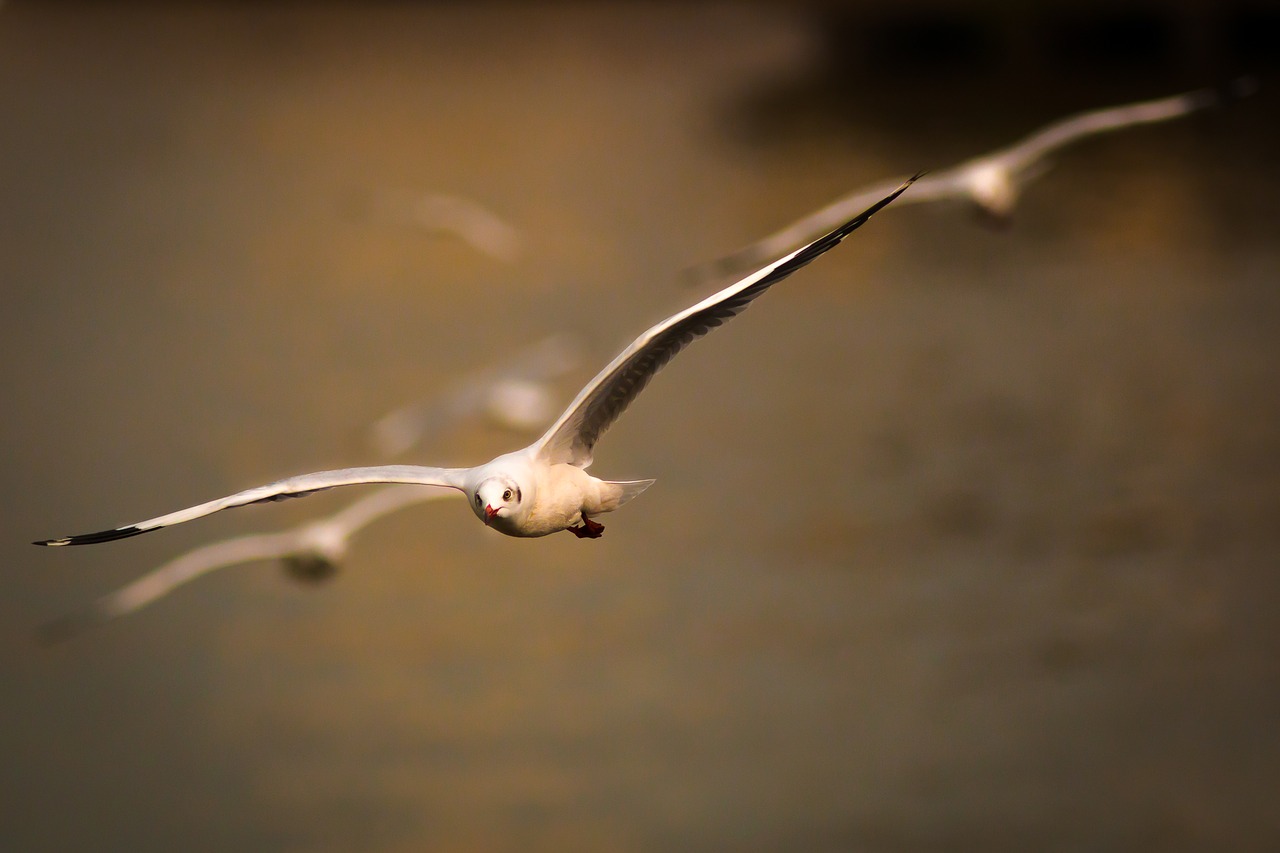 gulls birds flying free photo