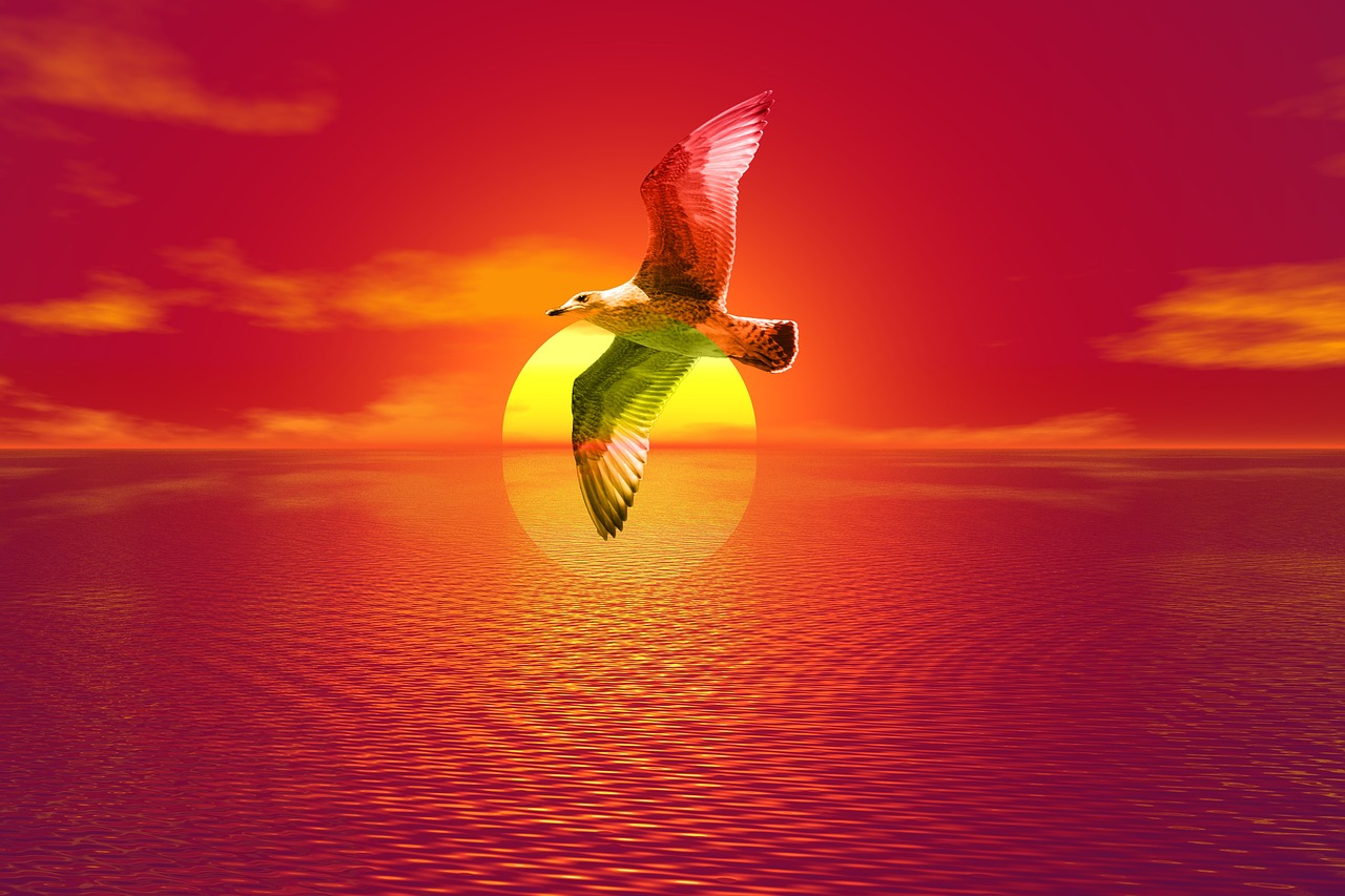 gull sunset sea free photo