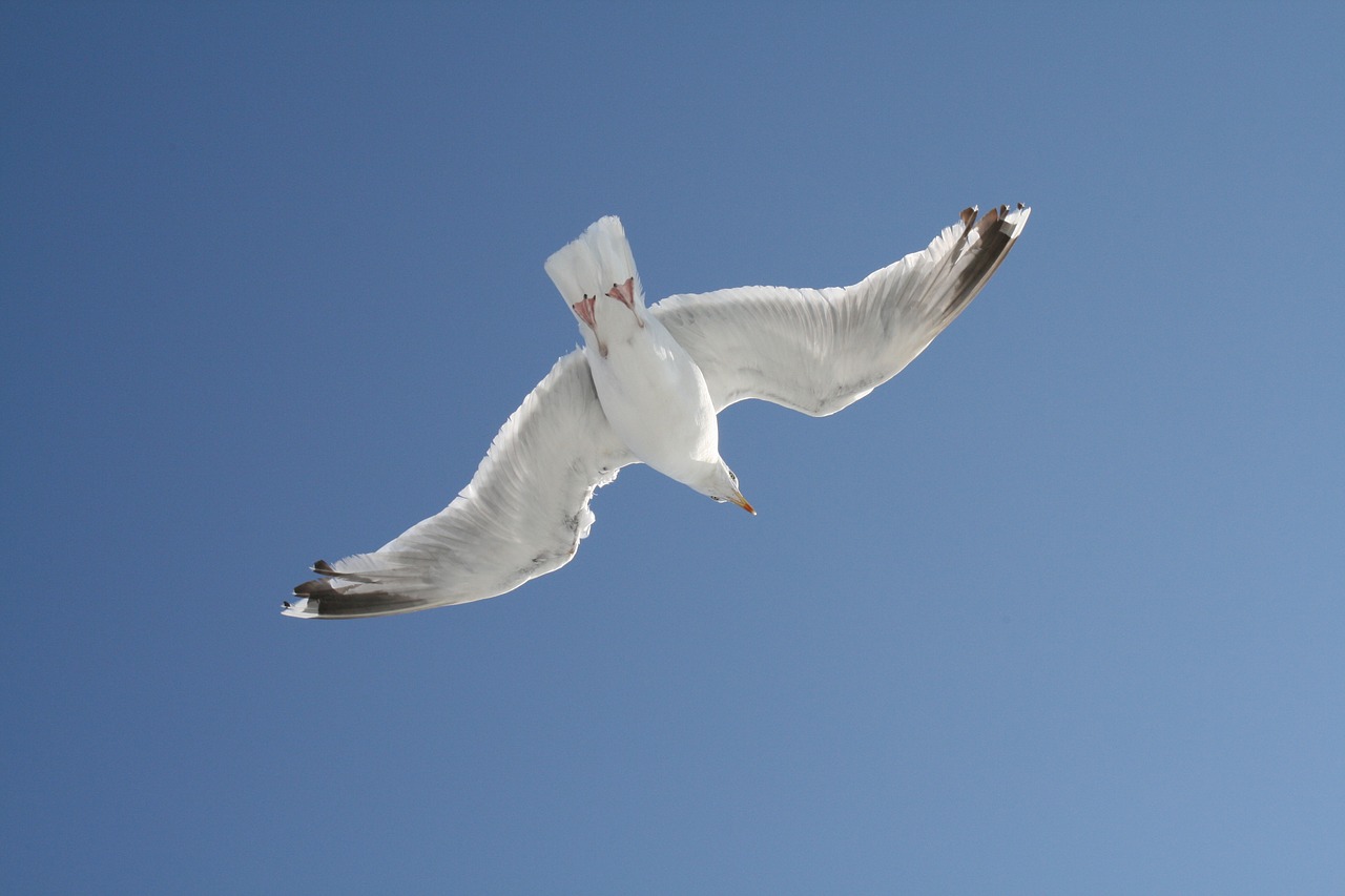 gull sky blue free photo