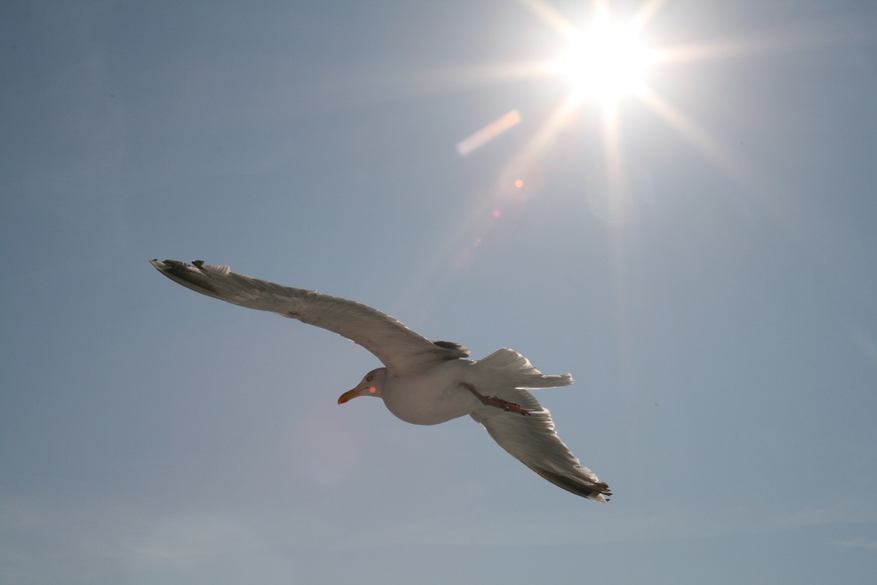 gull sky sun free photo