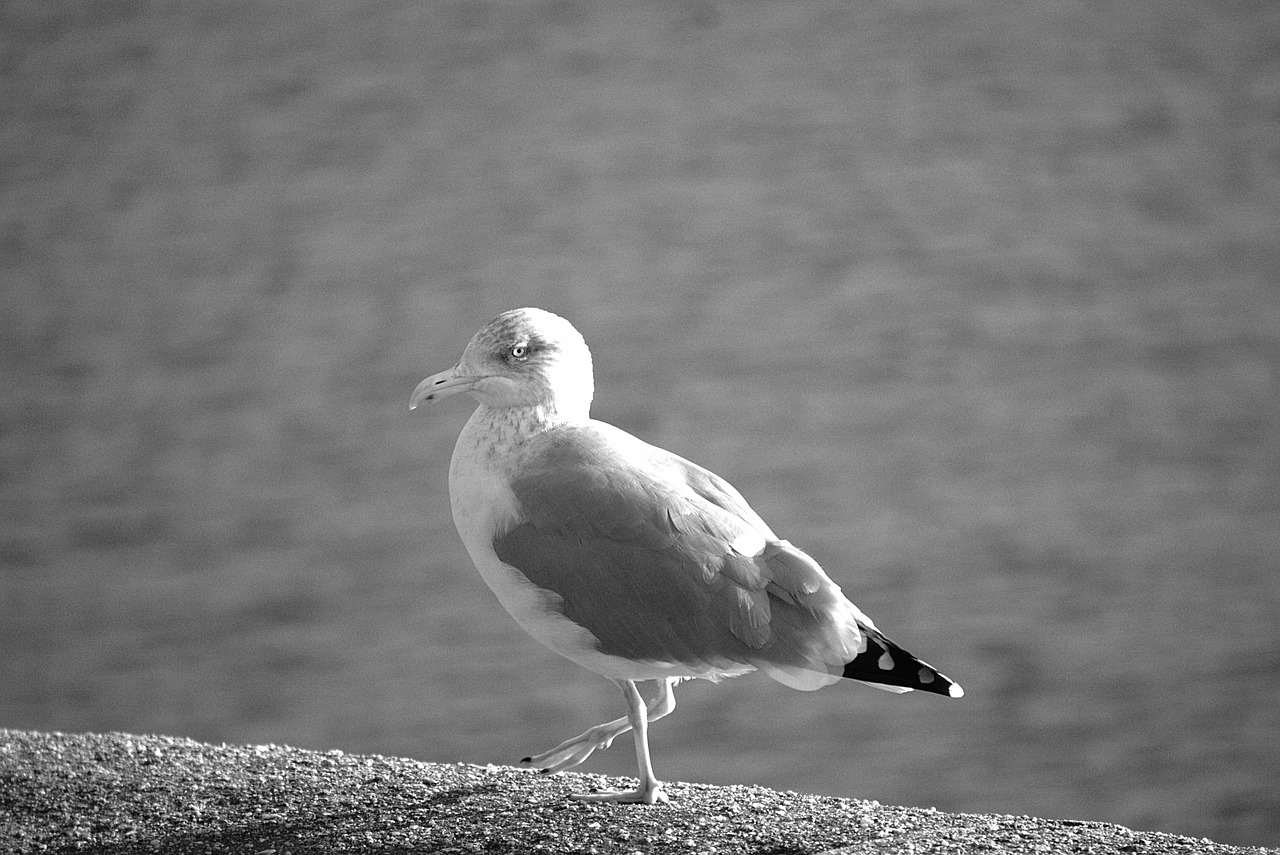 gull bird wild free photo