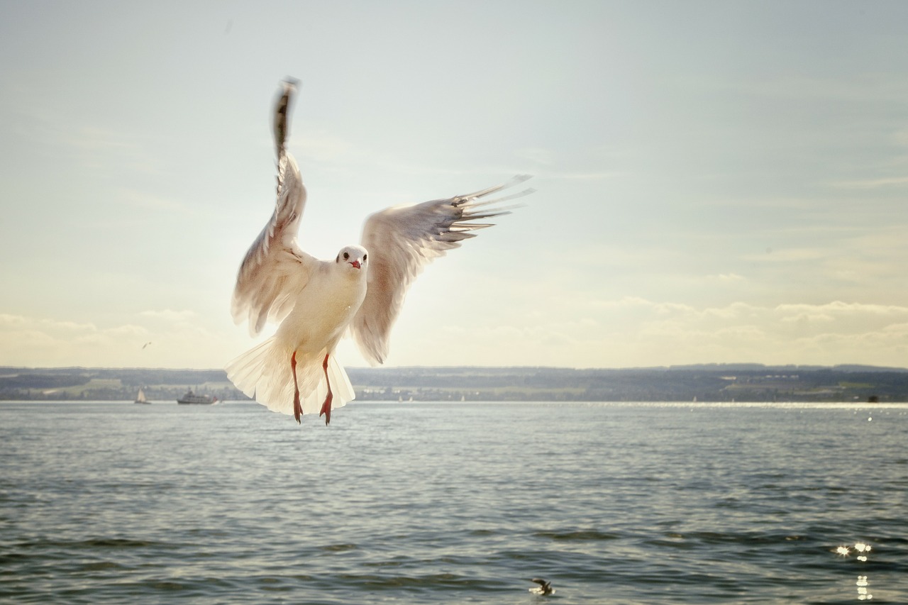 gull flight flying free photo