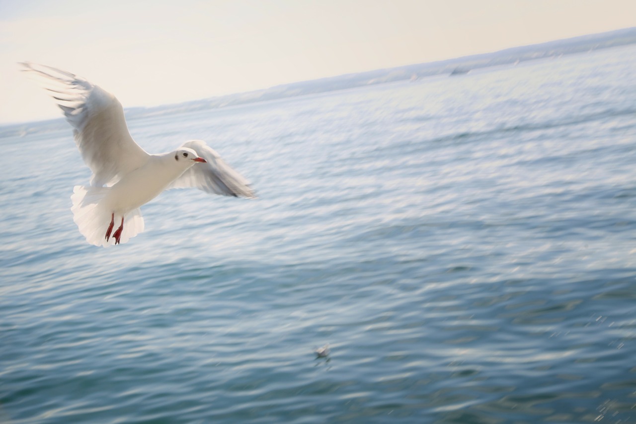 gull flying lake free photo