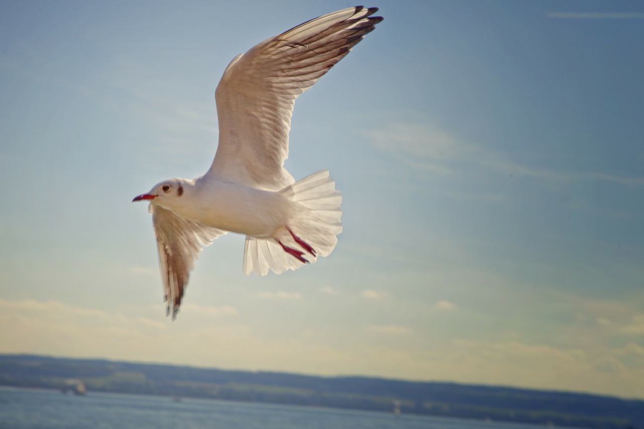 gull bird flying free photo