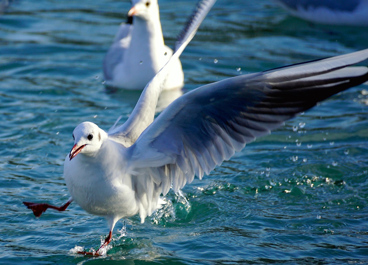 gull lake bird free photo