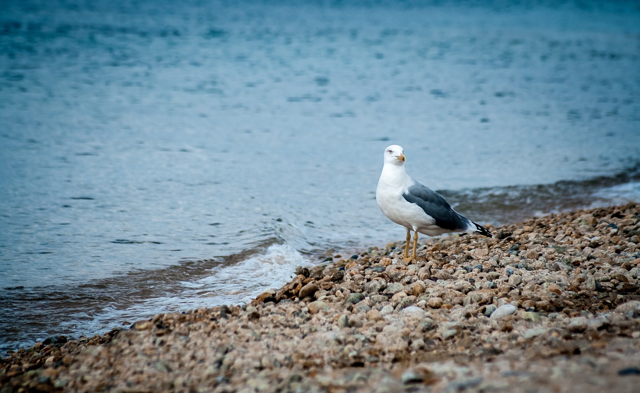 gull sea beach free photo